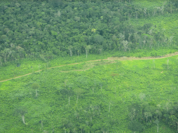 La deforestación como consecuencia de la construcción de vías es cada vez mayor. Fotografía de la FZS